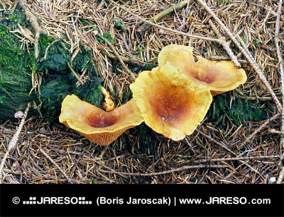 Žluté houby v lese pod pařezem