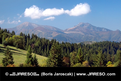 Les nad obcí Jasenová a Malá Fatra v dálce